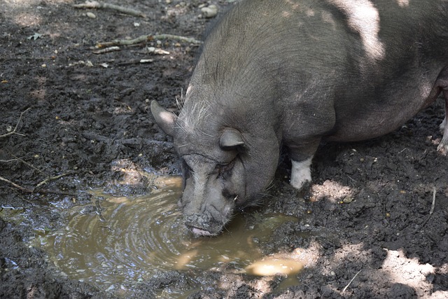 比赛的胜利 比赛的胜利